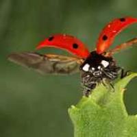 Signs about the ladybug